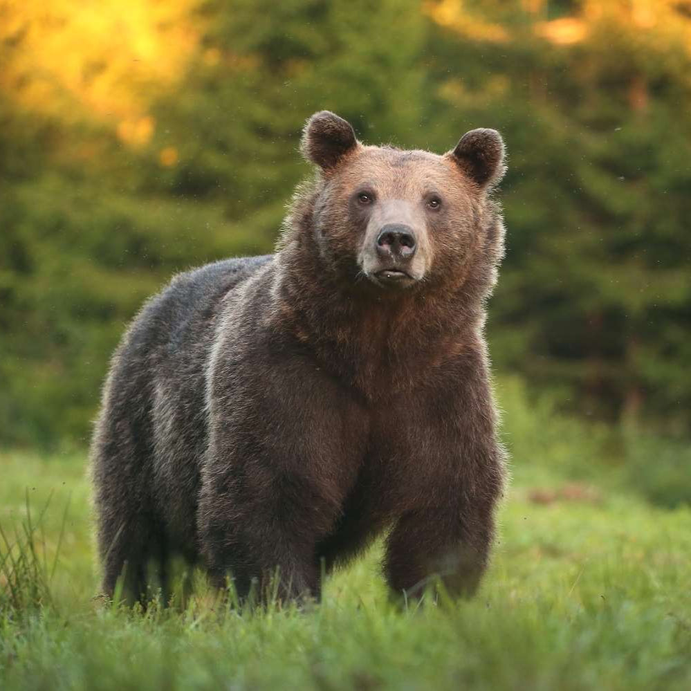 Wild Bear Adventure & Castle Escape for Two in Transylvania