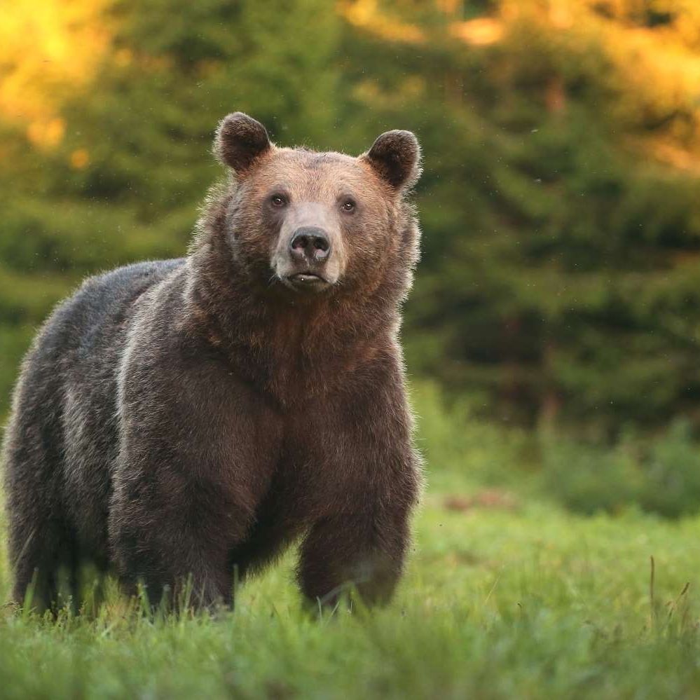 Bear Watching Escape To The Carpathians, Romania Plus Dracula’s Castle for 2 people