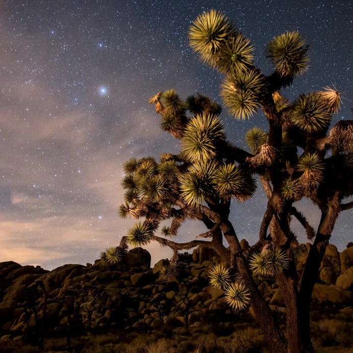 Joshua Tree Tranquility for 4 people